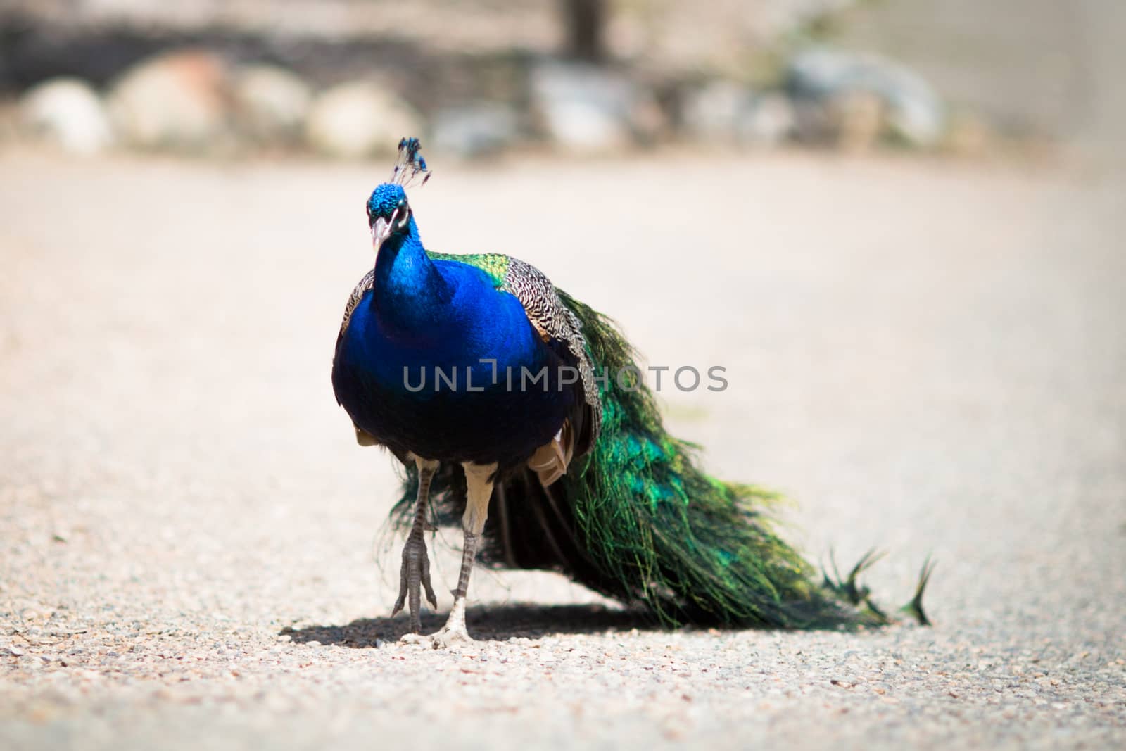 Beautiful male peacock lying on green lawn atracting female.