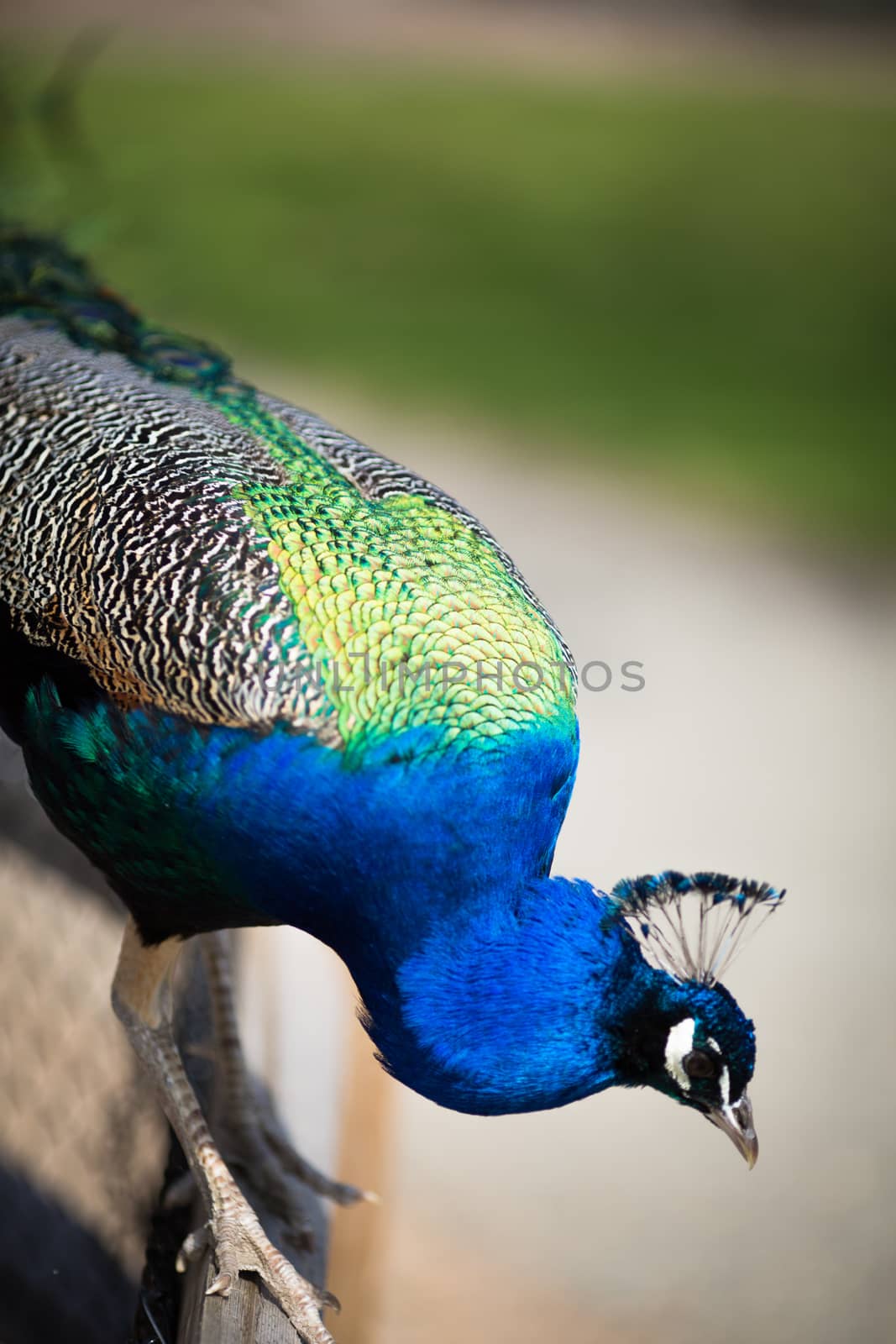 Beautiful male peacock lying on green lawn atracting female.