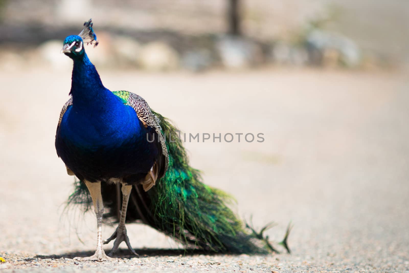 Peacock by toliknik