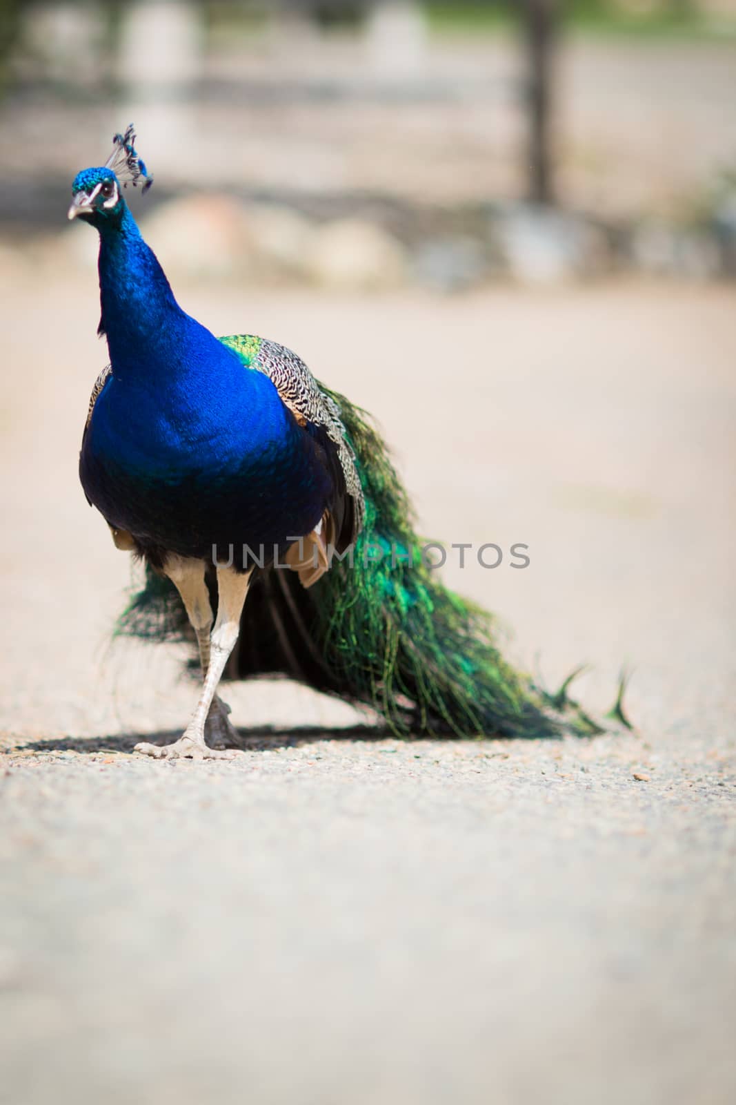 Beautiful male peacock lying on green lawn atracting female.