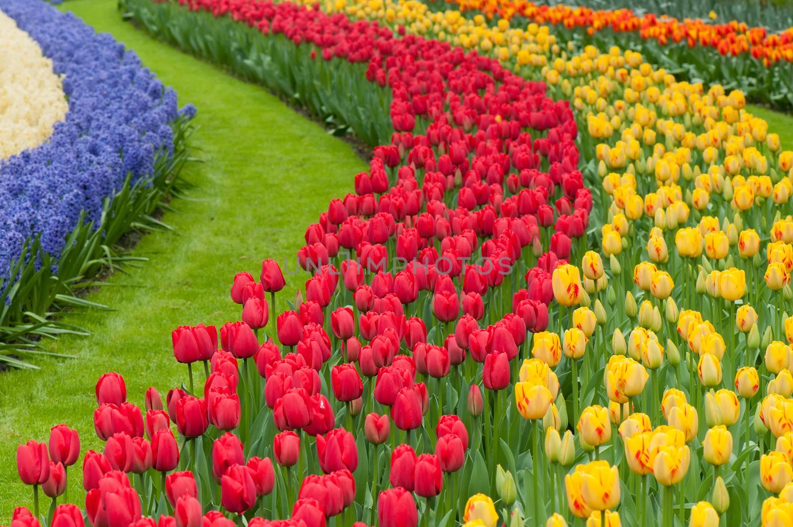 Flower beds of multicolored tulips, many waves