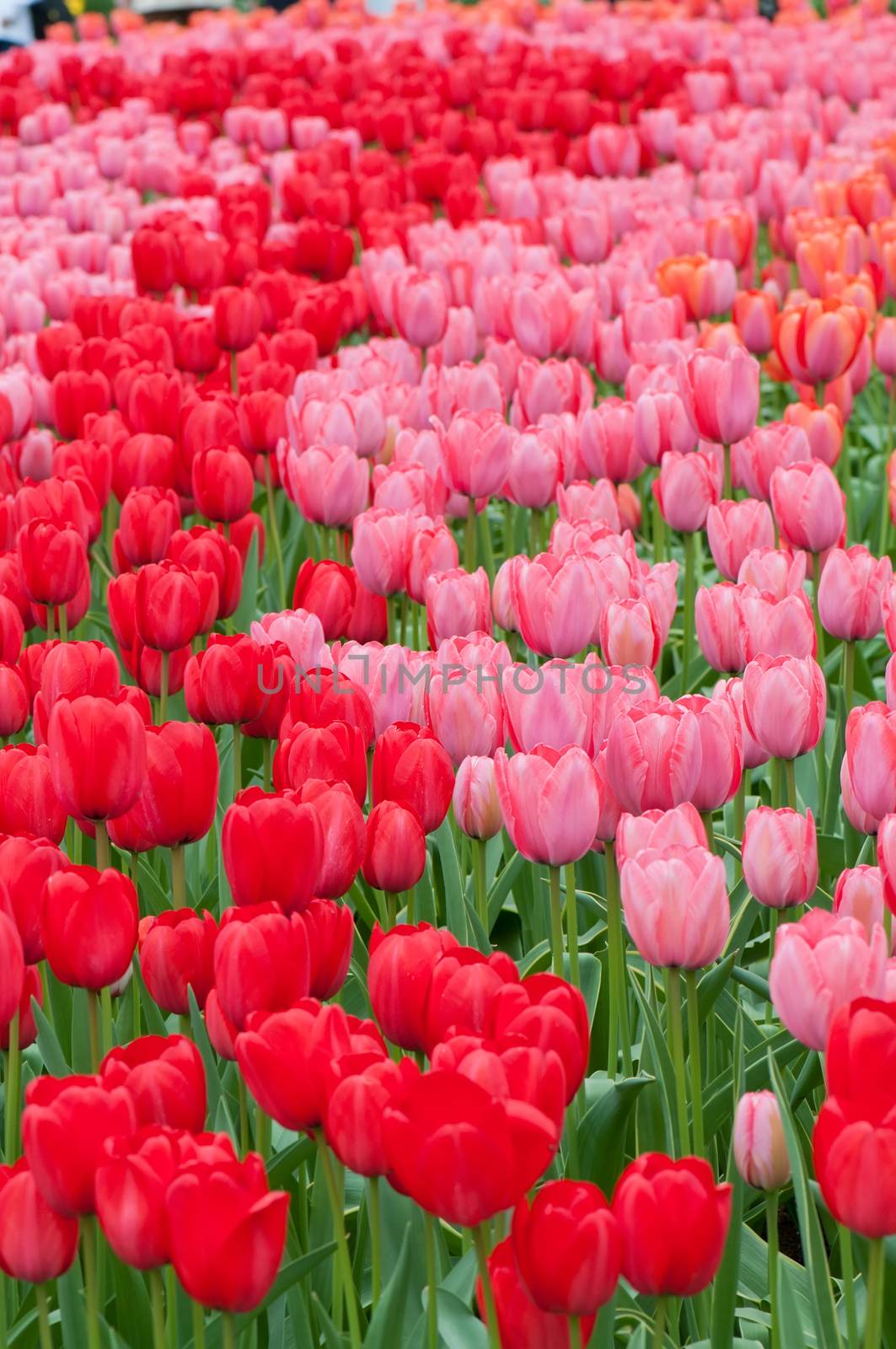 Flower beds of red and pink tulips, waves