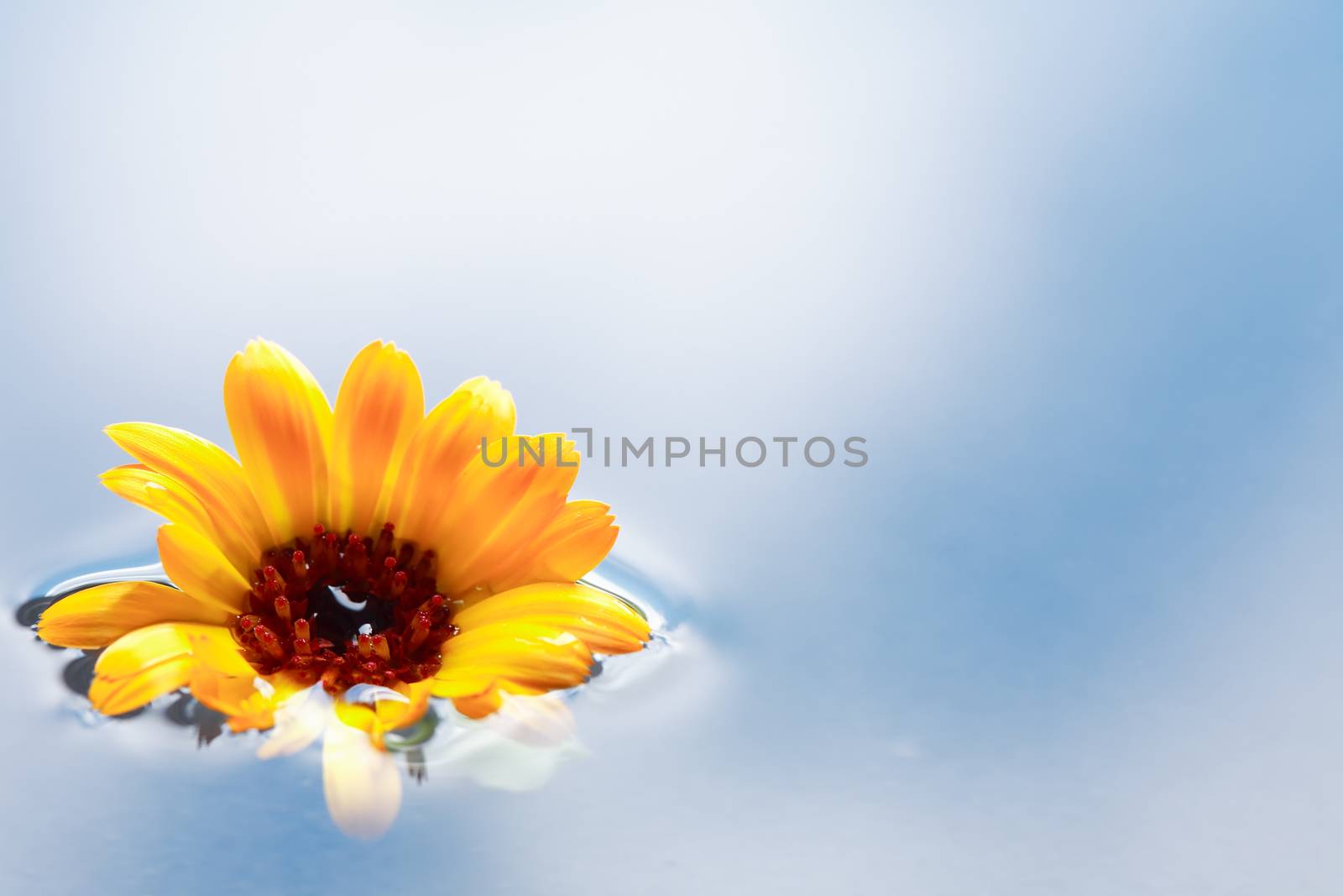 Romance concept. Yellow daisy flower on water surface with free space for text