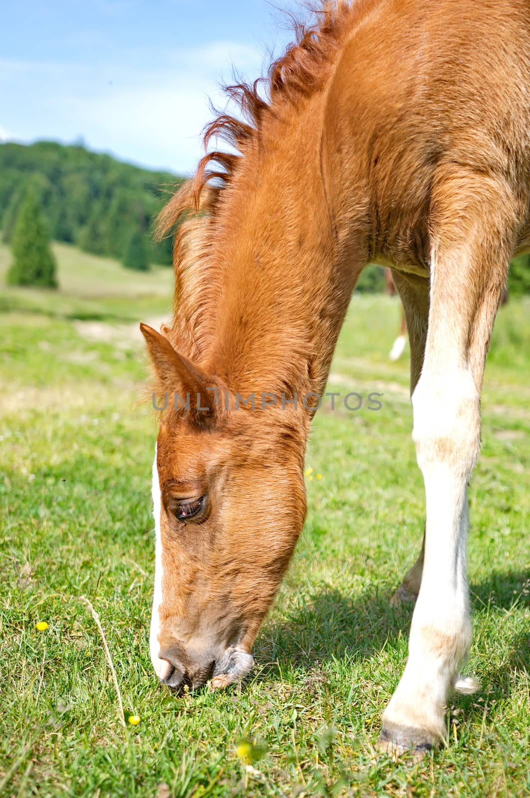 Young foal grazing green grass by anderm