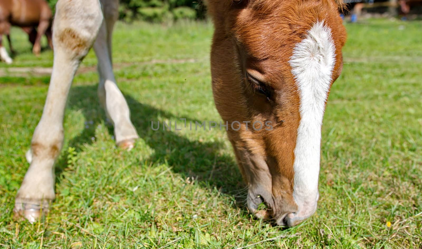 Young foal grazing green grass