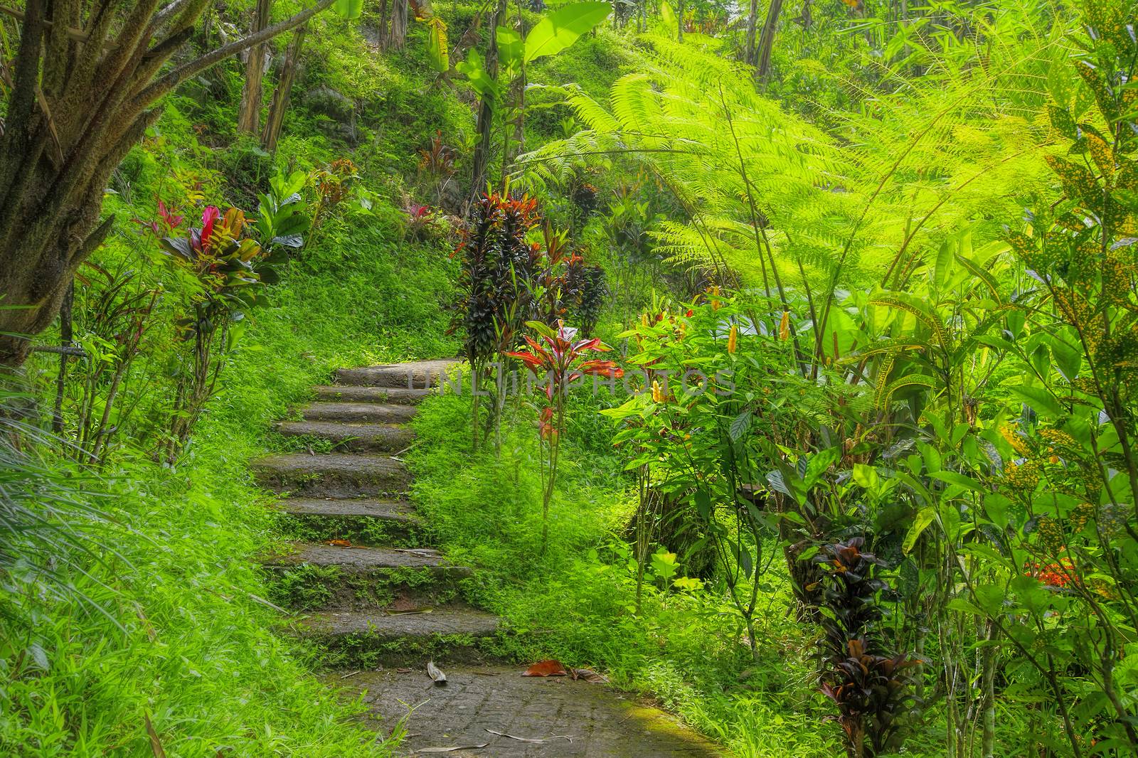 Green tropical jungle pathway on Bali, Indonesia