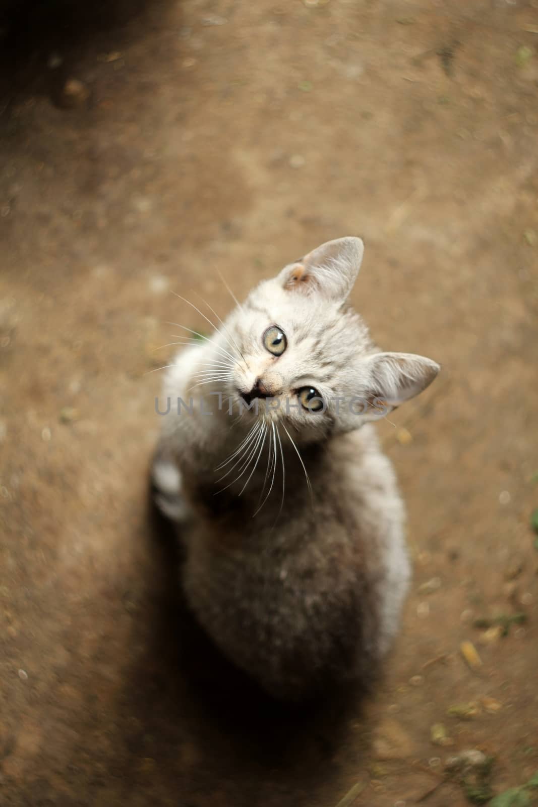 White and gray kitten (cat) lies and stares at you