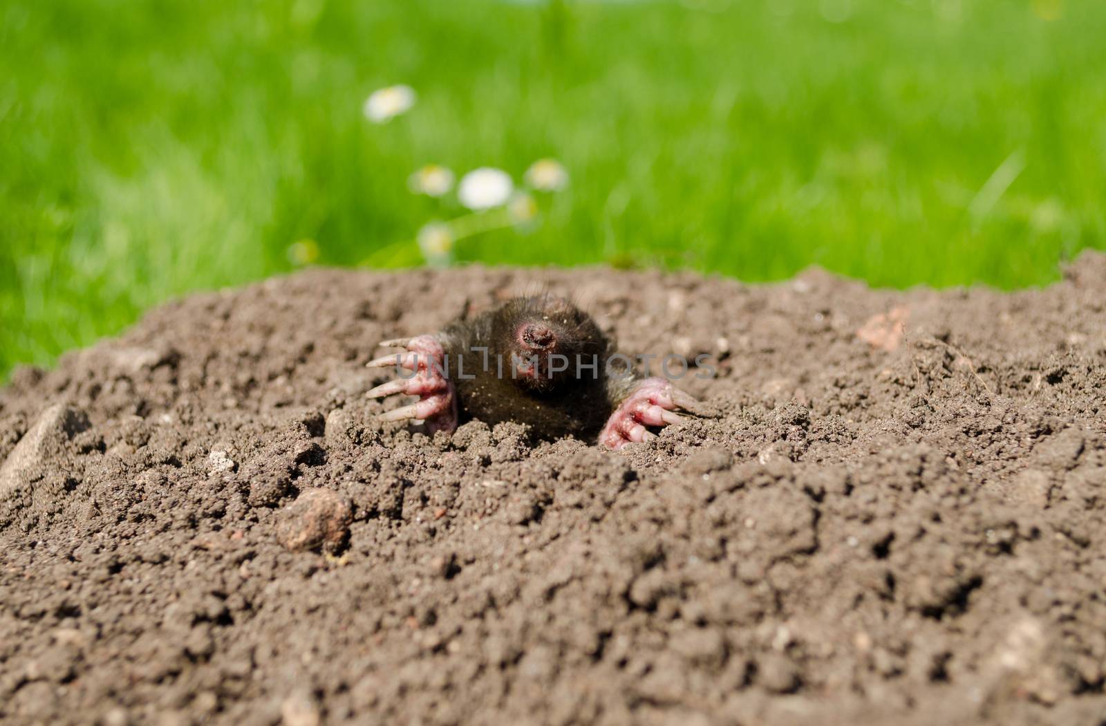 mole snout and claws sticking out of the powdery molehill