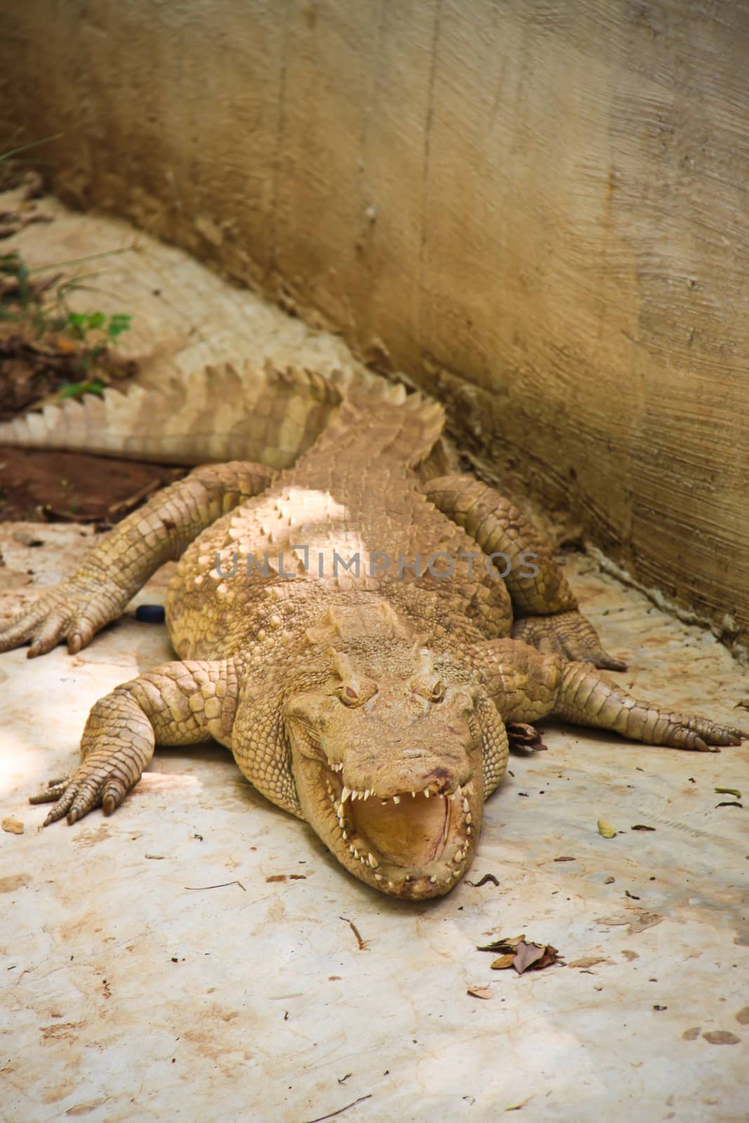 brown crocodile sleep in zoo