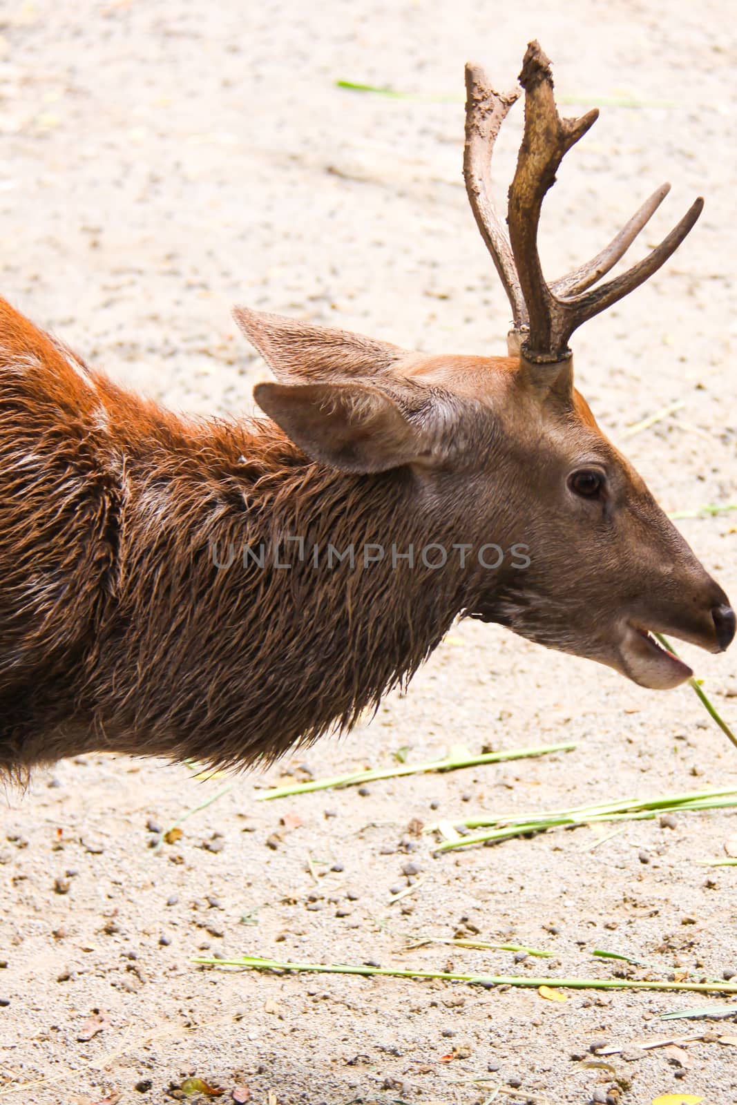 deer eats grass in outdoor zoo