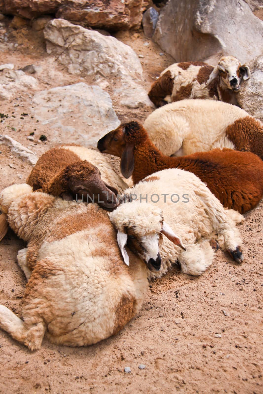 group of colorful sheeps lay on sand