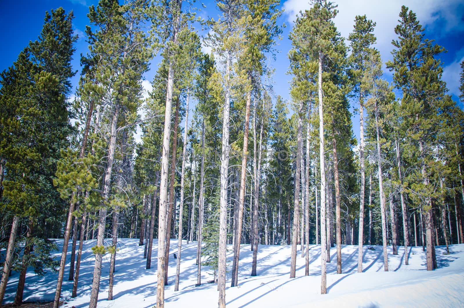 Pine tree trunks in forets over winter snow