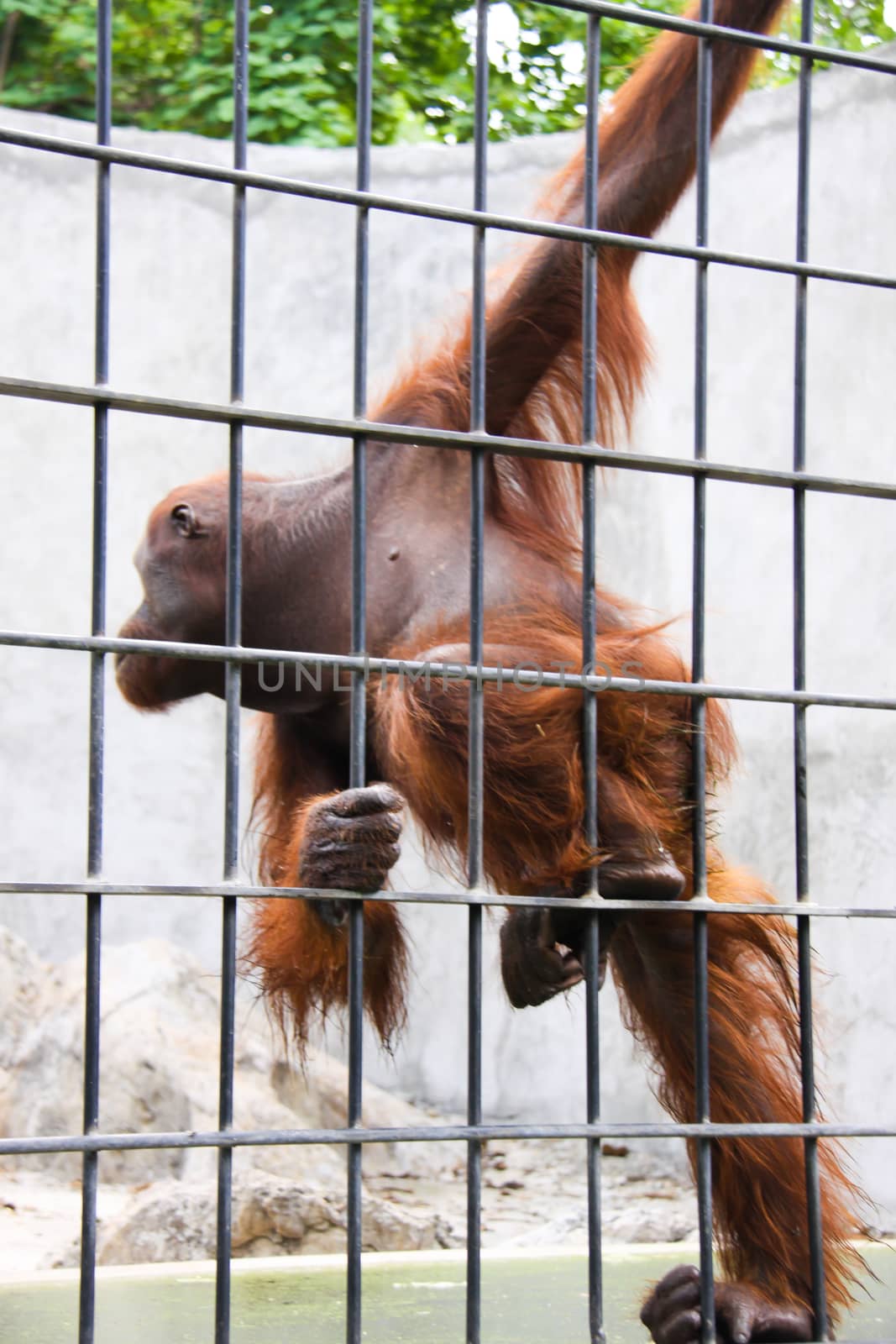 monkey in cage by coleorhiza
