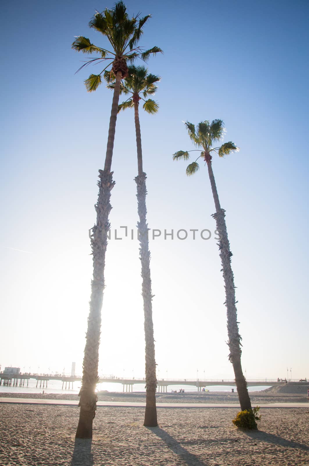 Palm tree silhouette with a beach pier on the background under a bright blue sky sunset