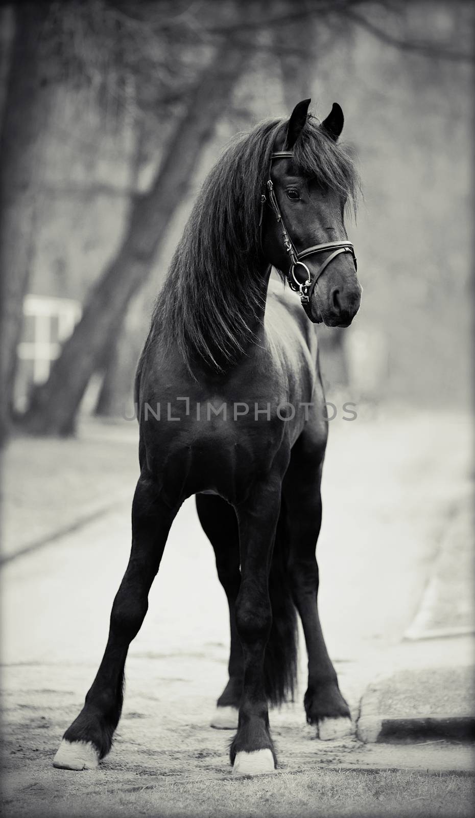 Black stallion. by Azaliya