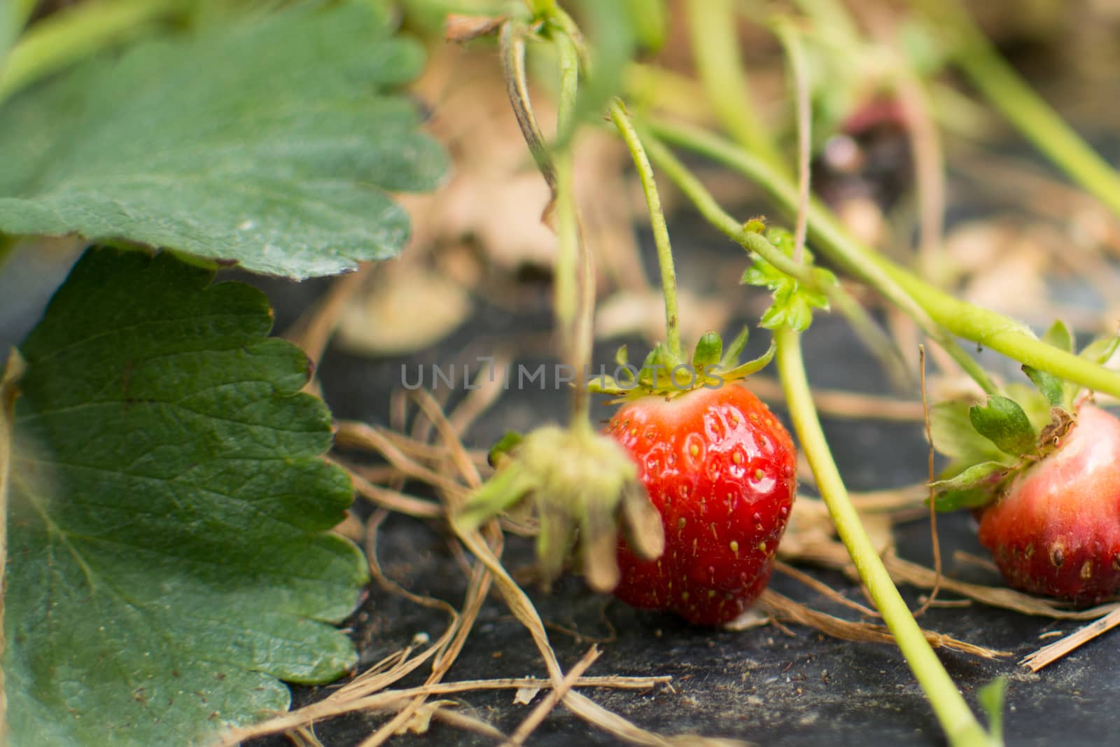 Close-up of ripe sweet strawberries, natural source of vitamin C and antioxidants, grown on green vine with leaves, on the ground