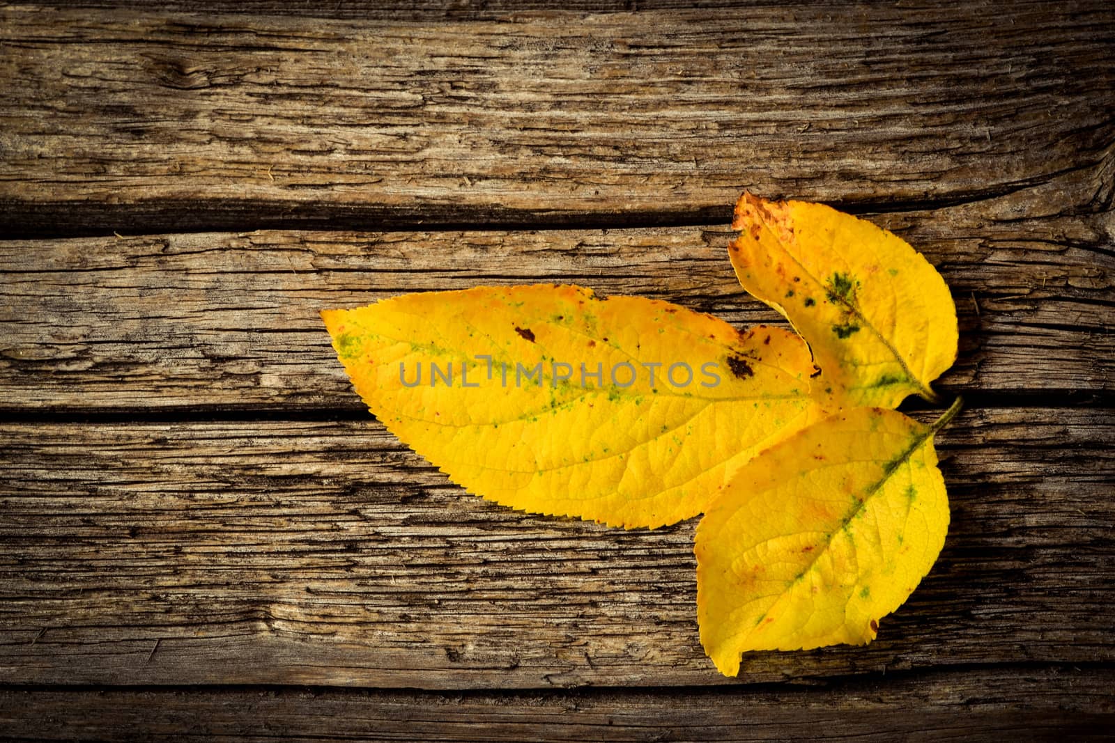 abstract background three yellow autumn leaves