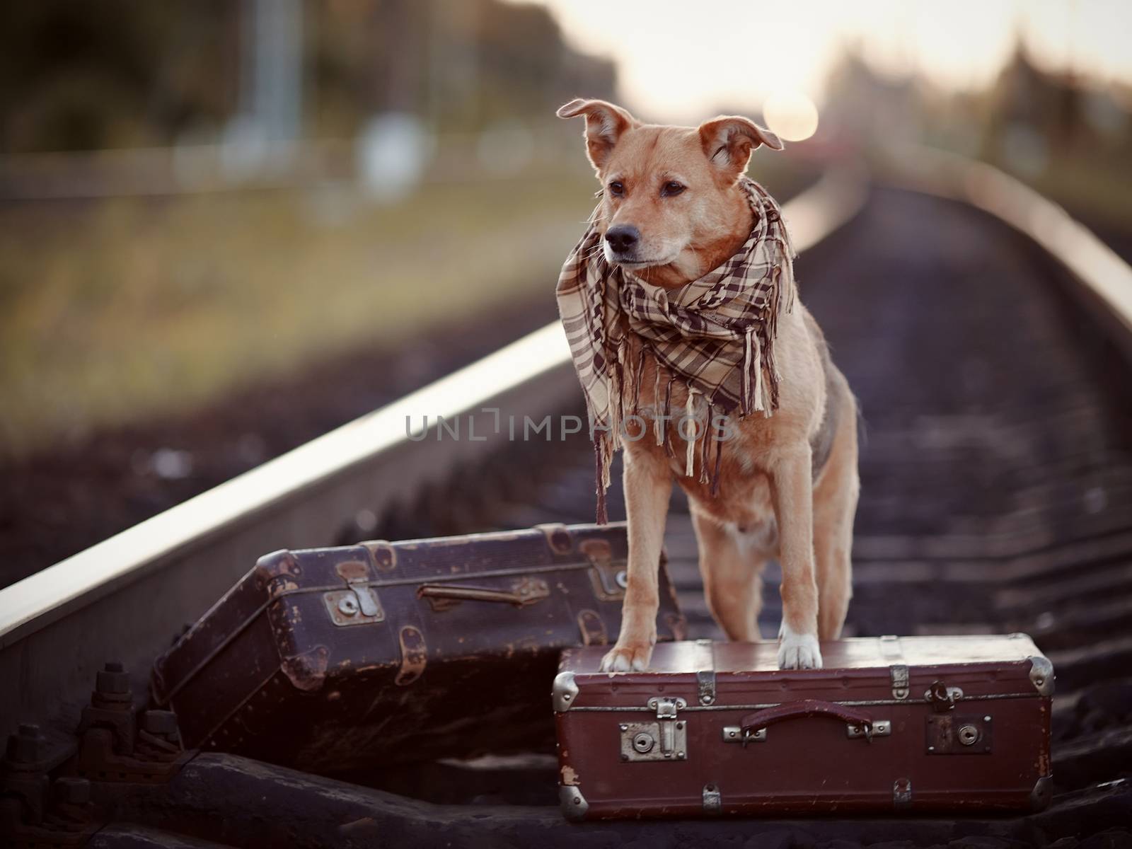 Red dog on rails with suitcases. by Azaliya