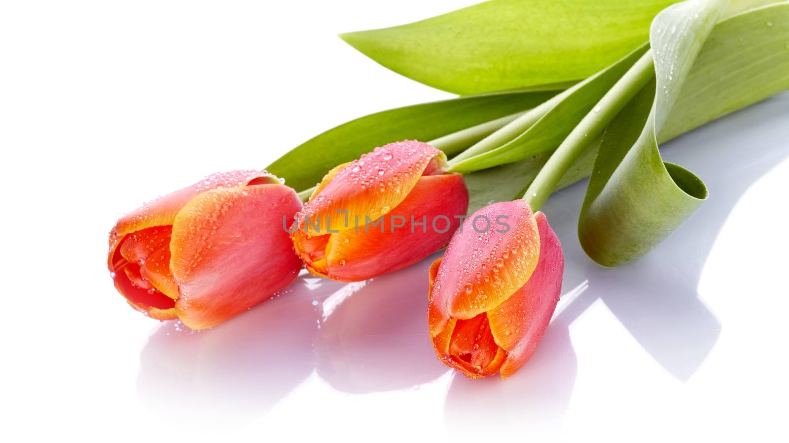 The bouquet of red tulips lies on a white background