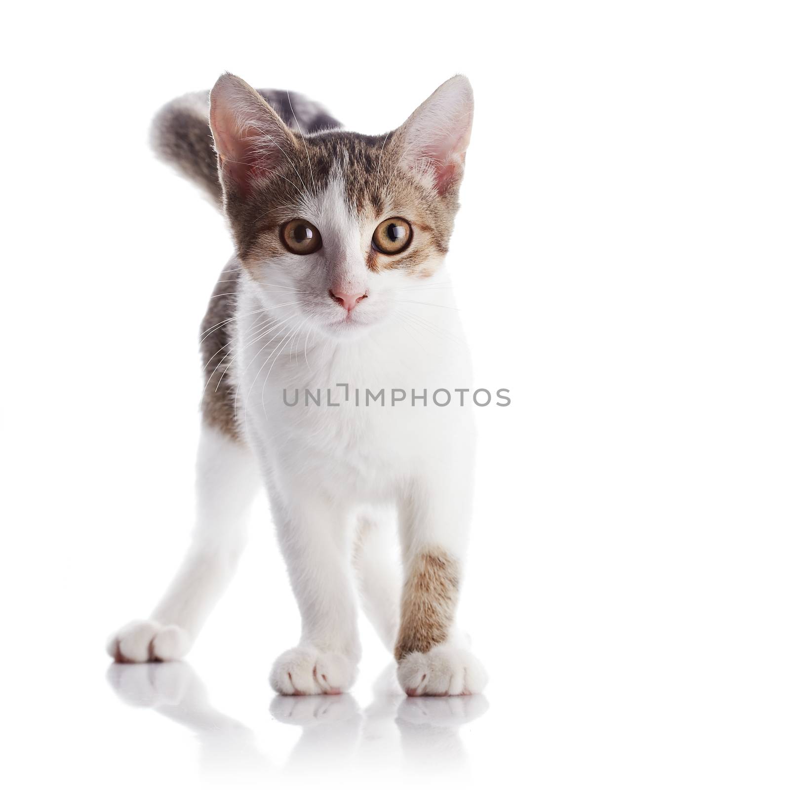 The kitten costs on a white background. by Azaliya
