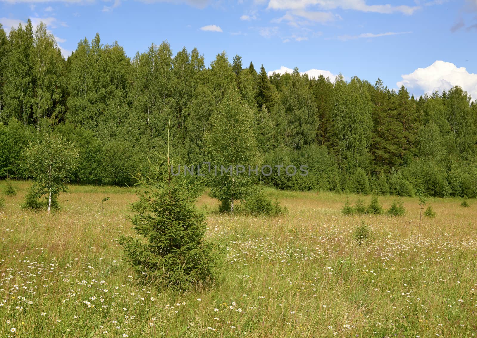 field with different herbs in a green forest under blue sky
