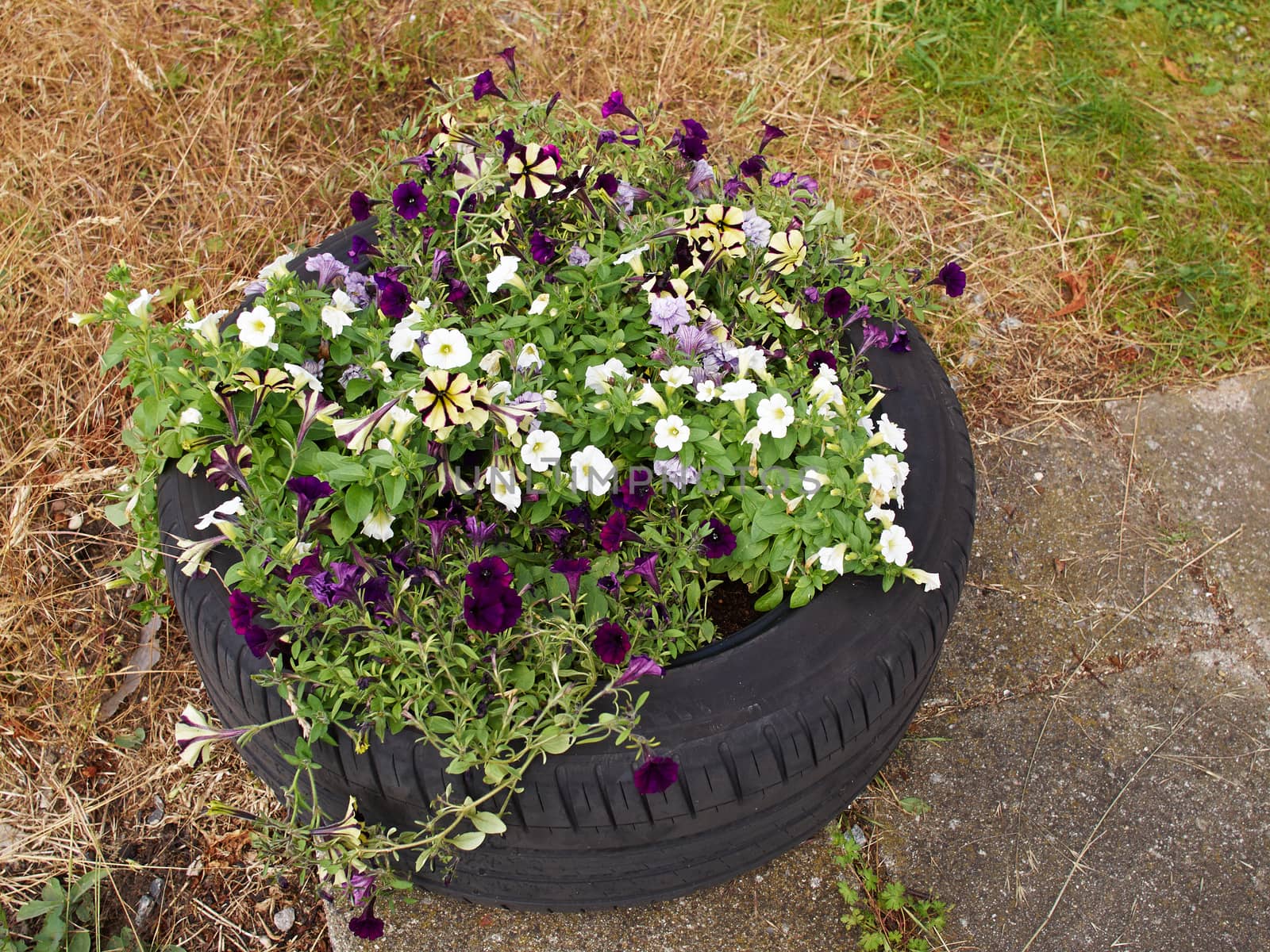 Blooming colorful flowerbed inside an old car tire
