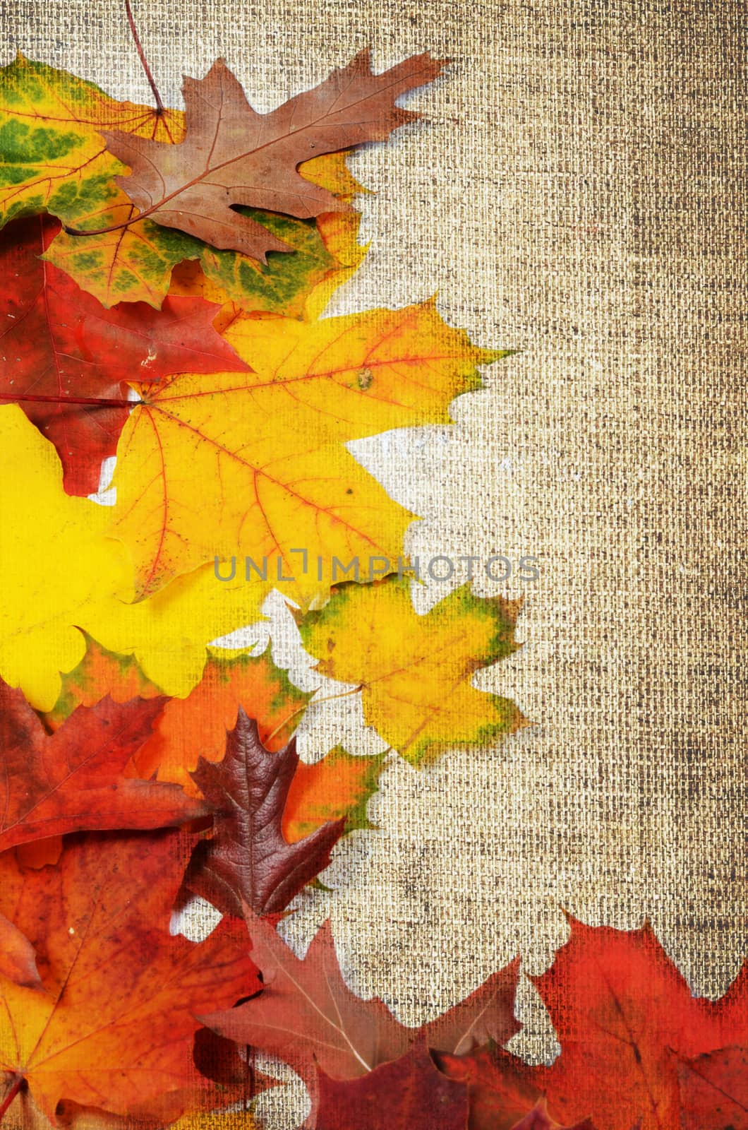 autumn leaves with space for your text