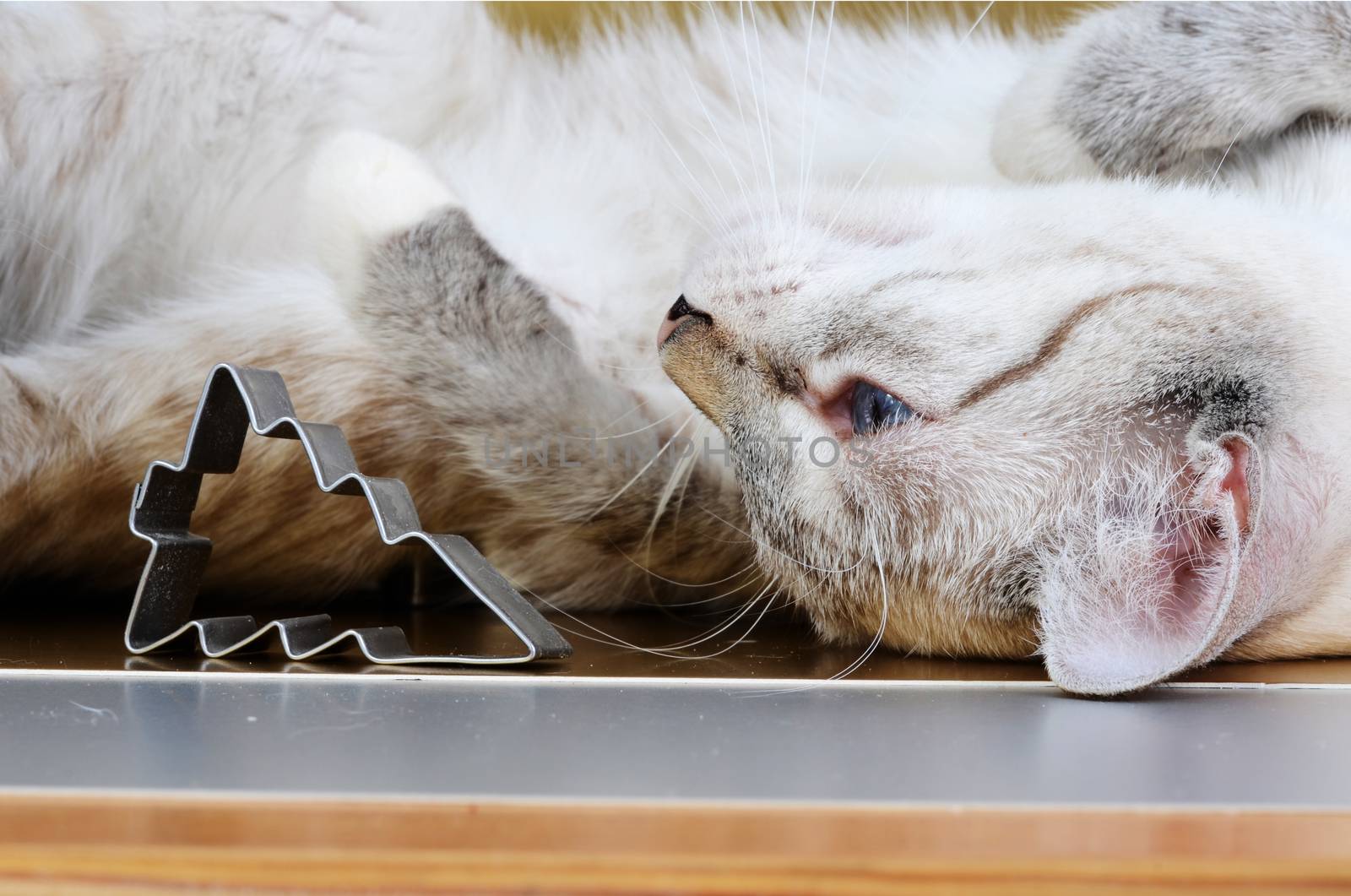 kitten and christmas cookie cutters