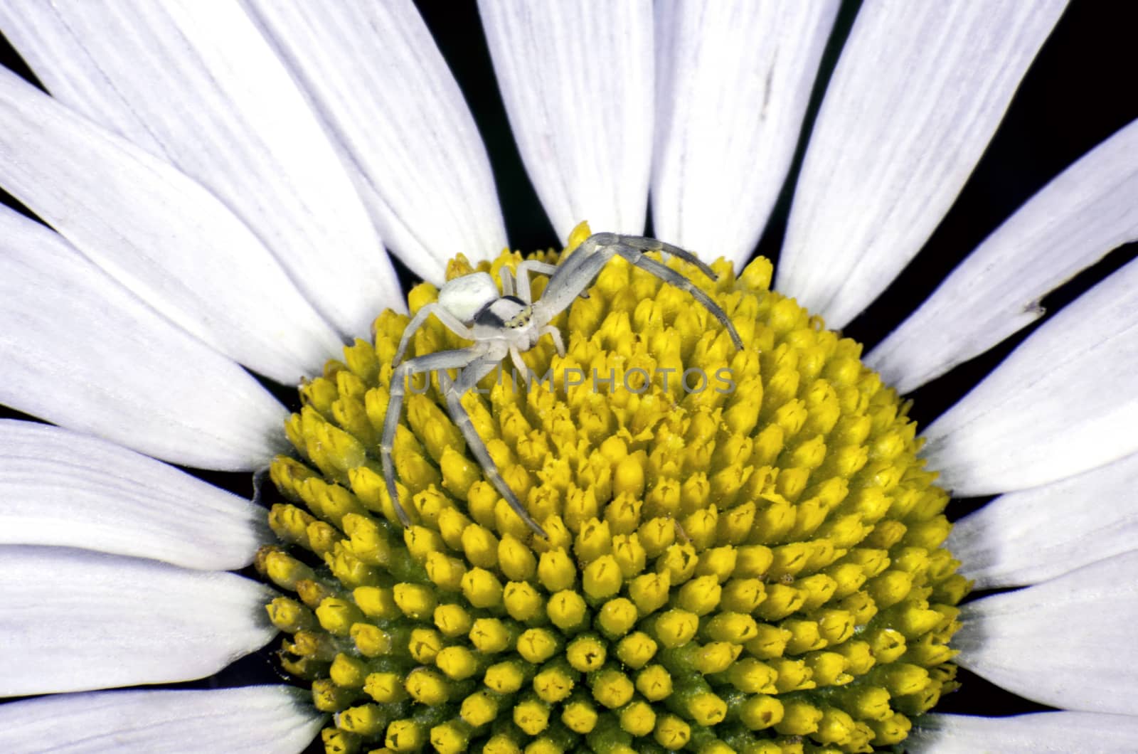 A flower crab spider on a White Ox-eye daisy flower