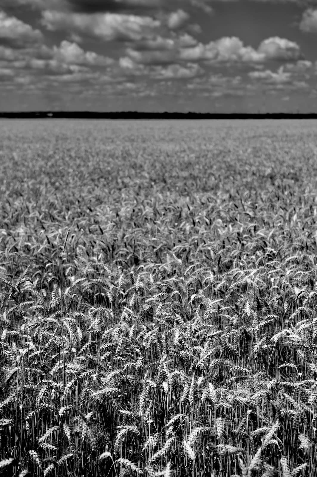 Wheat field in black and white