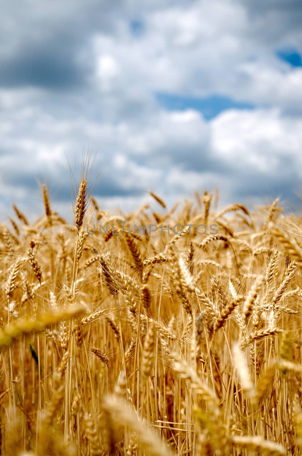 Wheat field with cloudy blue sky by anderm