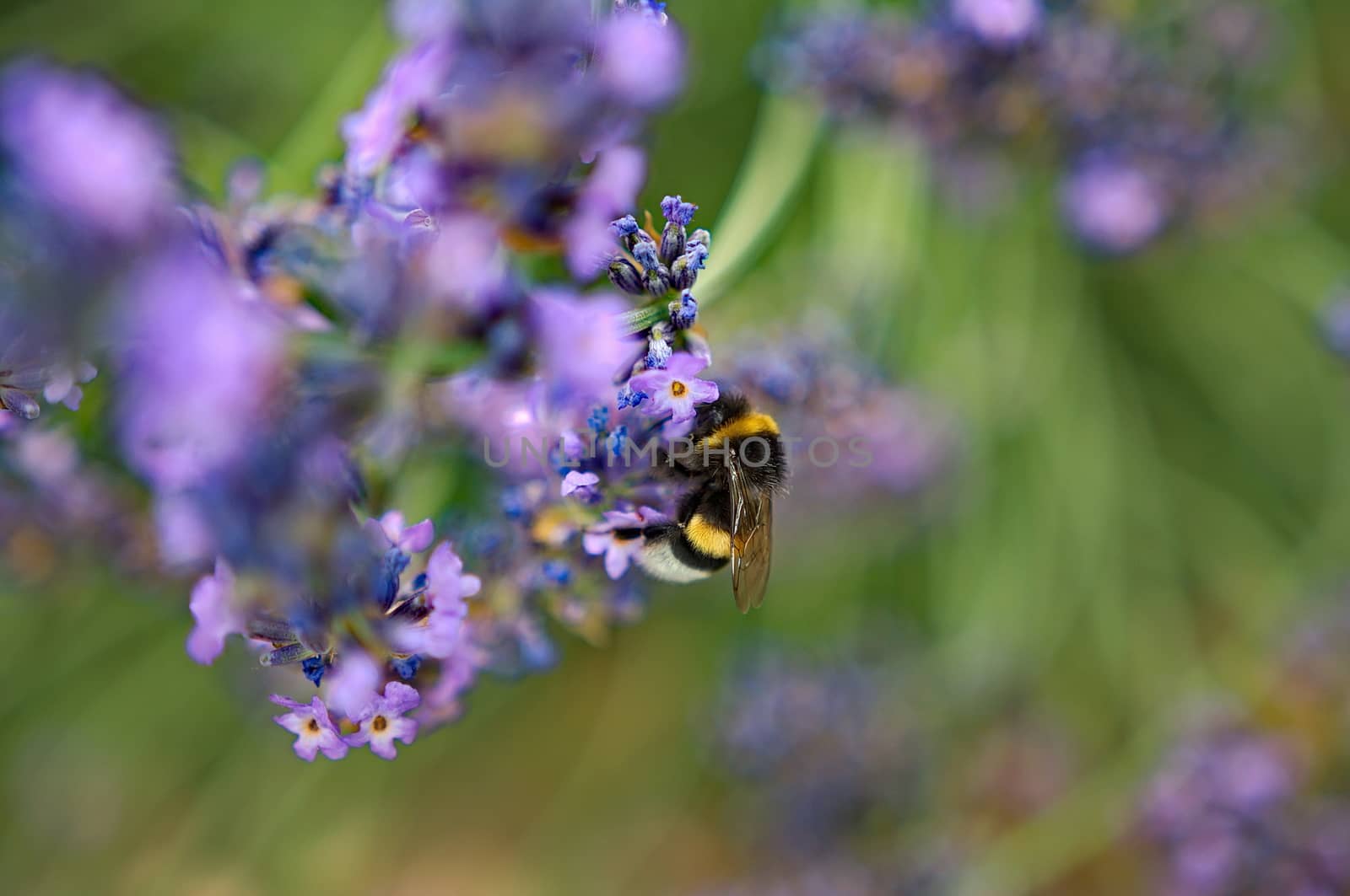 Bee on a levander flower by anderm