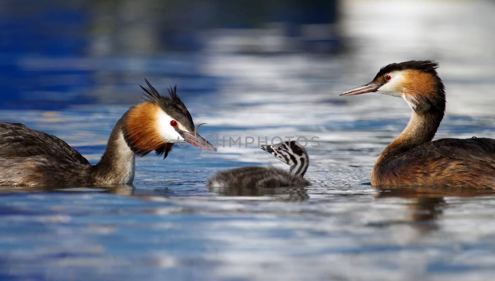 Crested grebe ducks, podiceps cristatus, parents and baby floating on water lake
