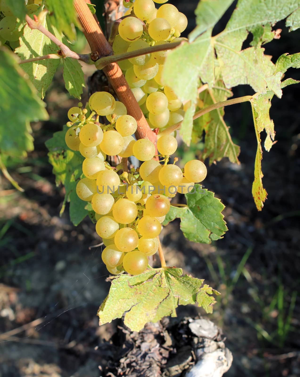 Close up on white grape in a field