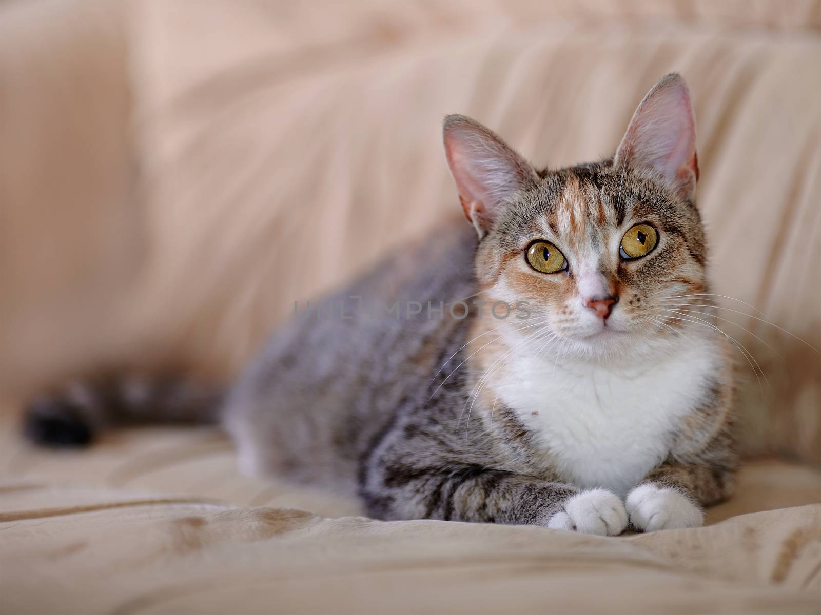 Multi-colored cat with yellow eyes. Yellow-eyed cat. Striped not purebred kitten. Small predator. Small cat.