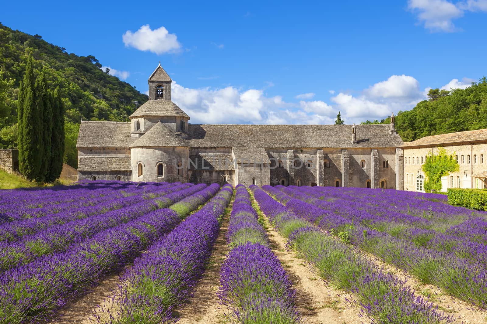Abbey of Senanque and blooming rows lavender flowers. Gordes, Luberon, Vaucluse, Provence, France, Europe. 