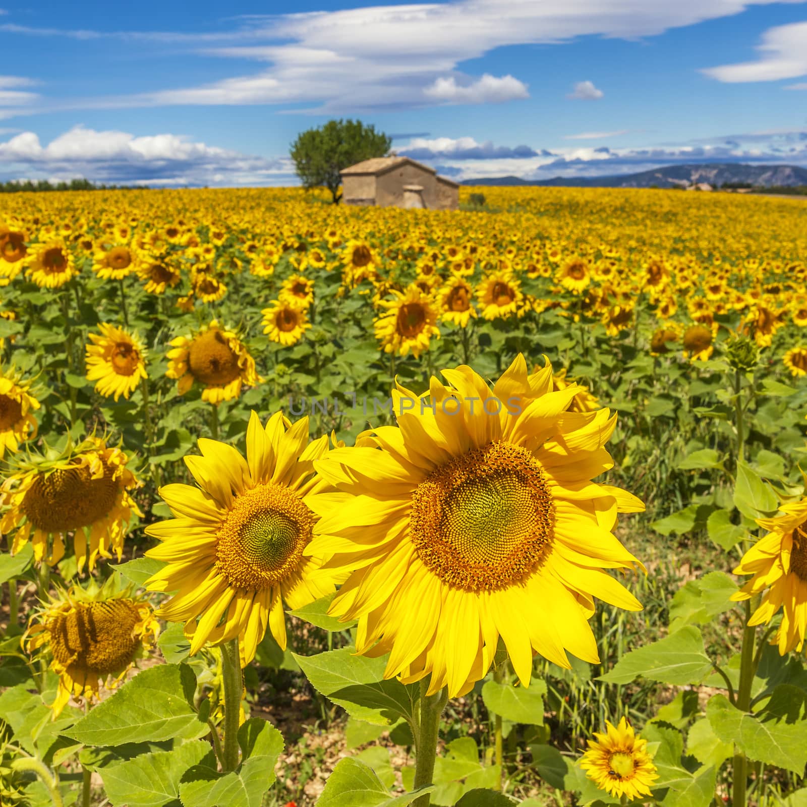 Beautiful landscape with sunflower field over cloudy blue sky and bright sun lights 