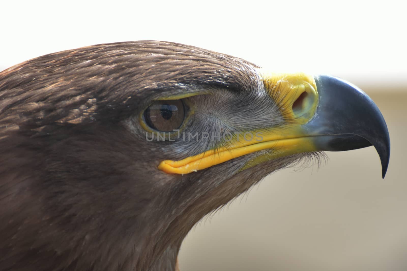 Close up of eagle head by pauws99