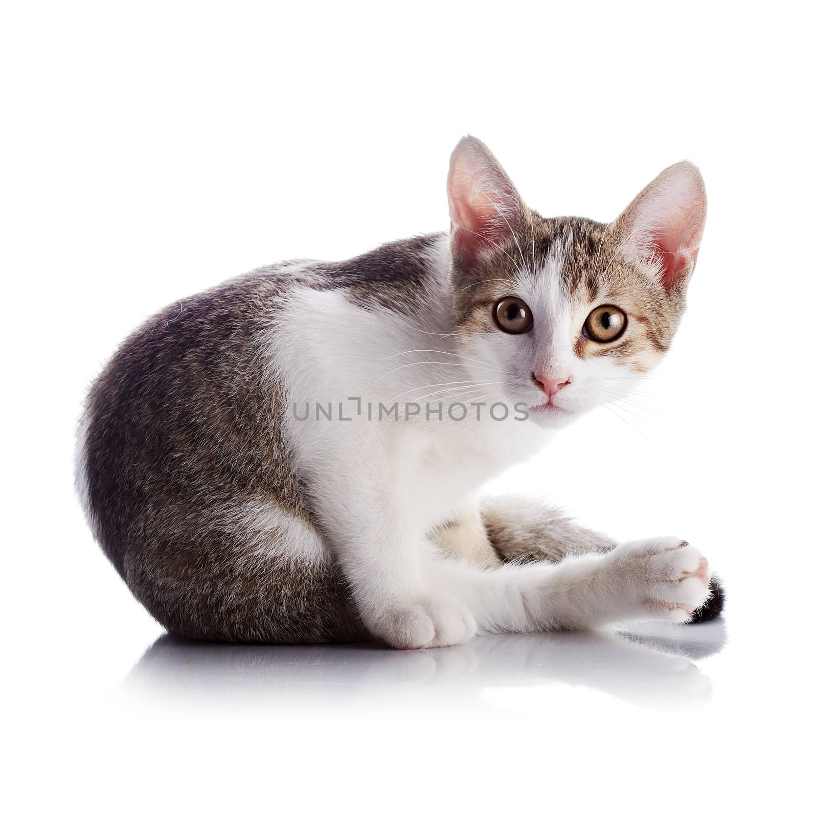 The amusing kitten sits on a white background. by Azaliya