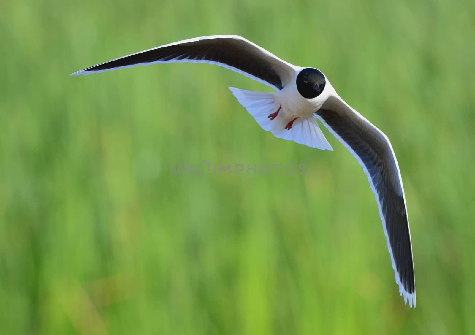 The black-headed gull (Chroicocephalus ridibundus) by SURZ