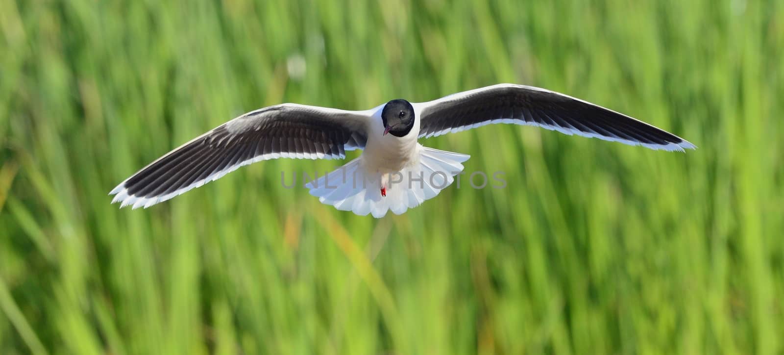 The black-headed gull (Chroicocephalus ridibundus) by SURZ