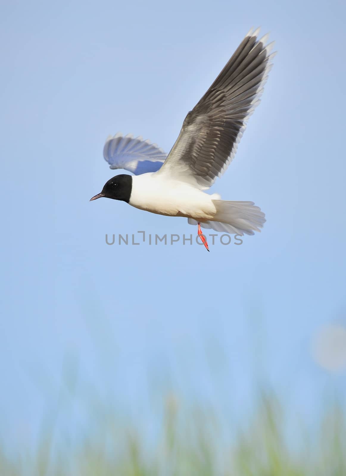 A Black headed Gull on flying.(Larus ridibundus)