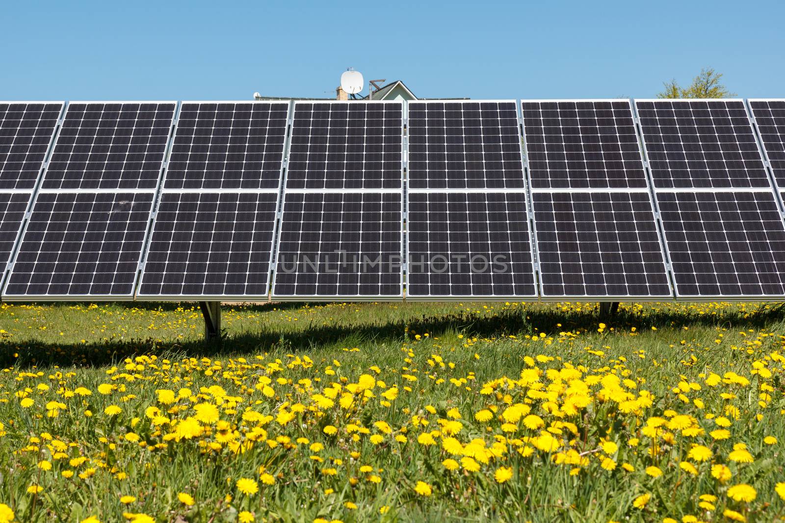 Solar panels in a field with dandelion flowers