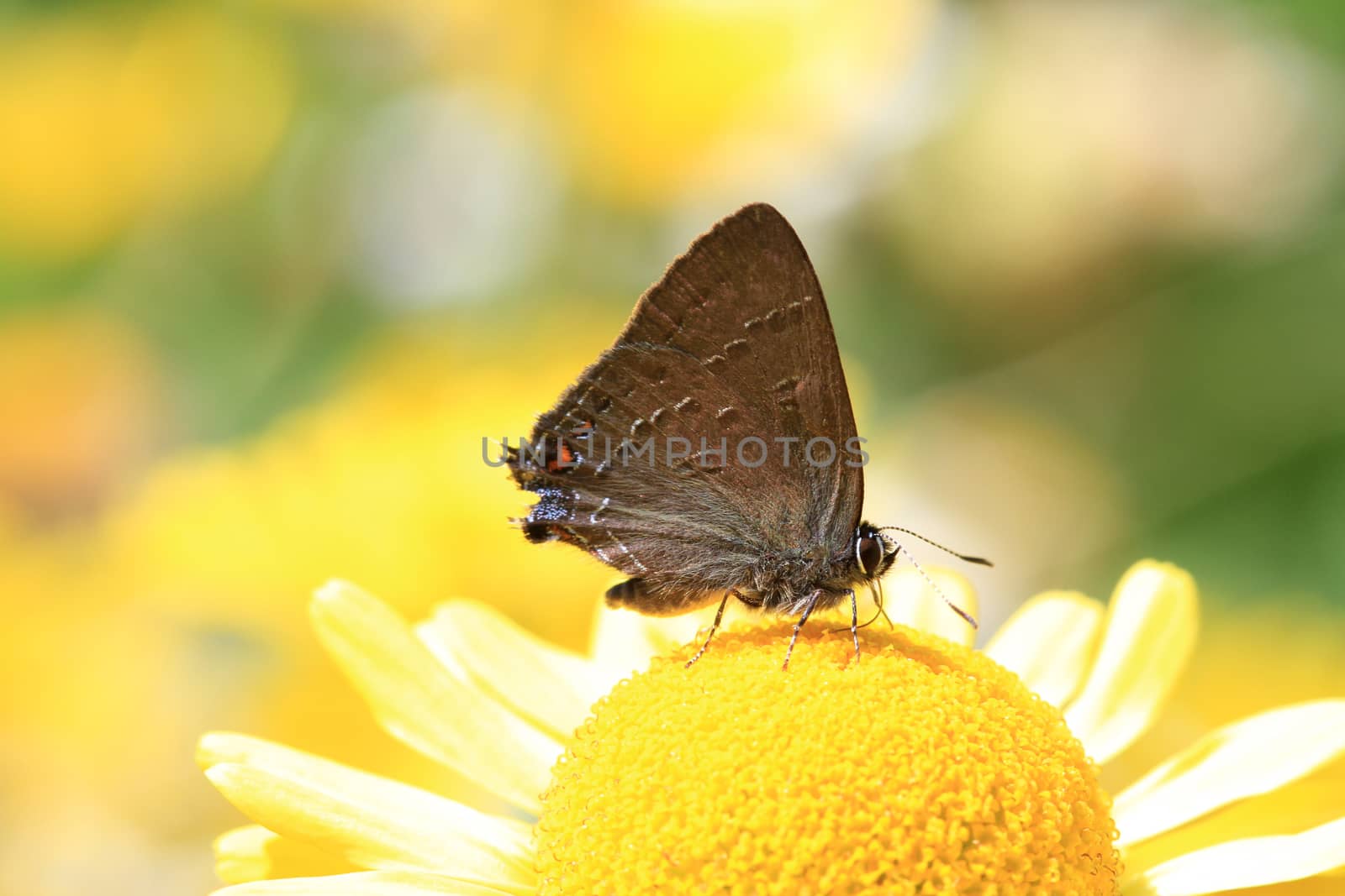 Banded Hairstreak Butterfly on yellow daisy flower in morning  light