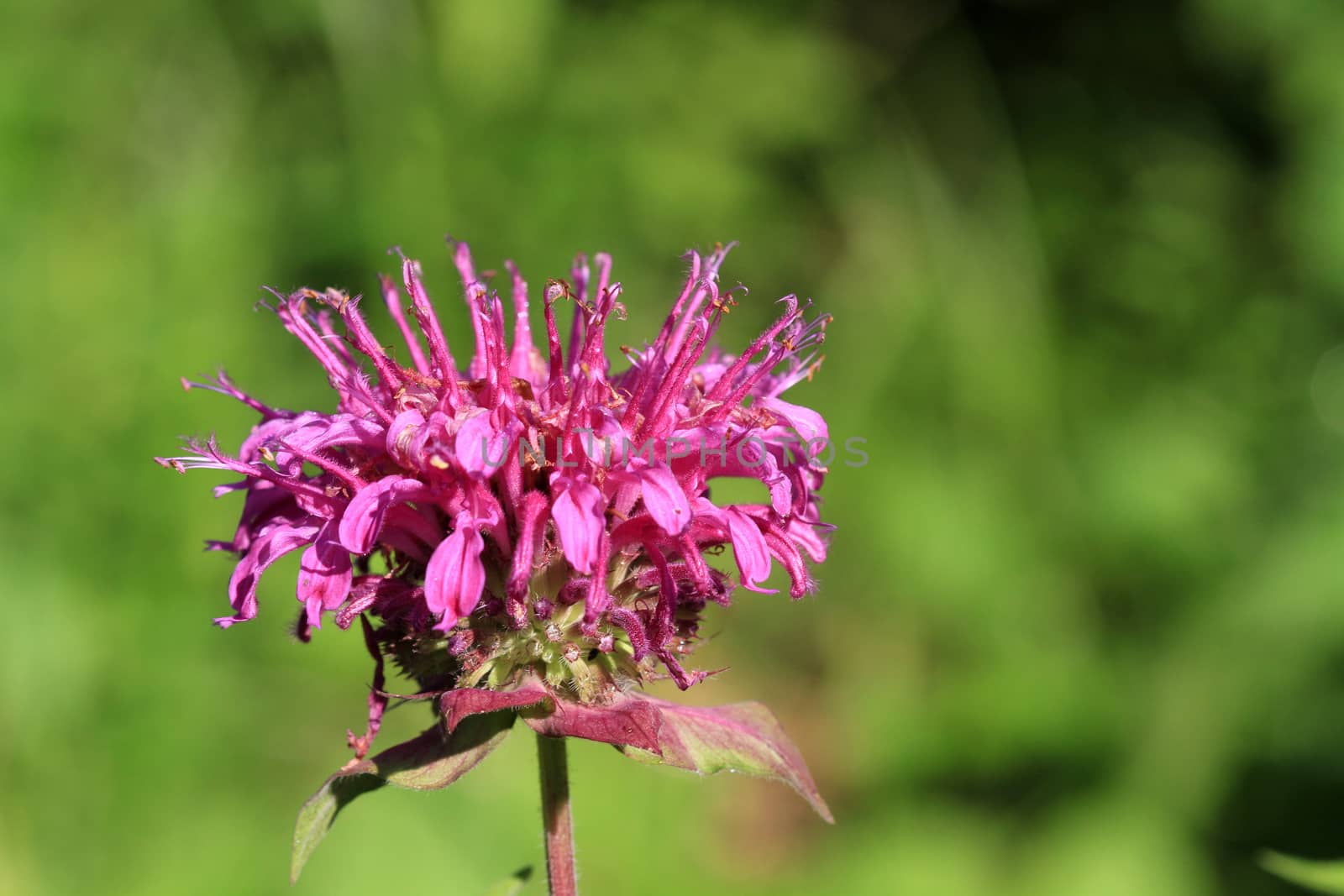 Bergamot flower in early morning light closeup