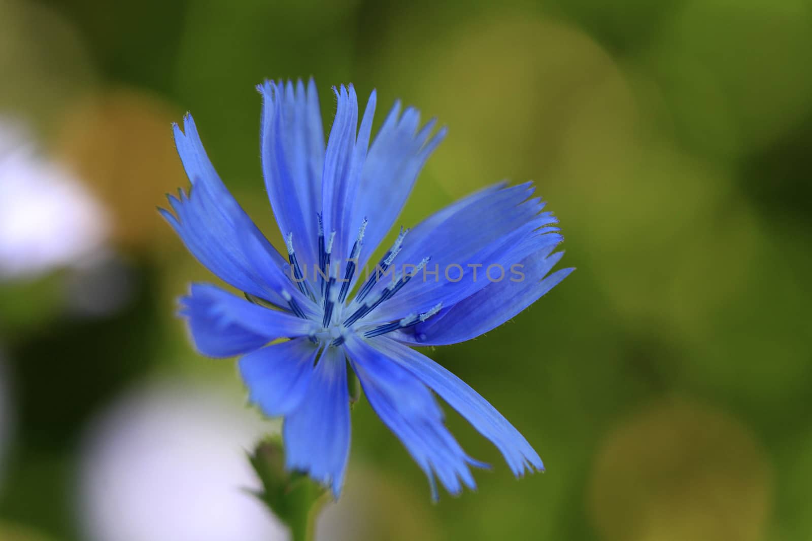 Chicory flower in early morning light closeup