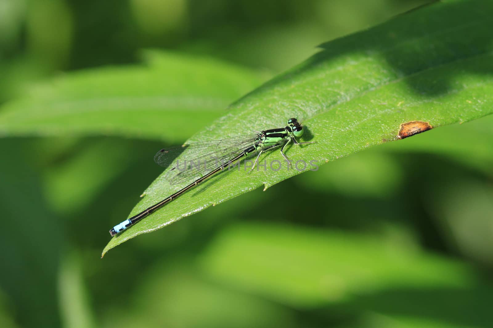 Eastern Forktail Damselfly male warming in morning sun