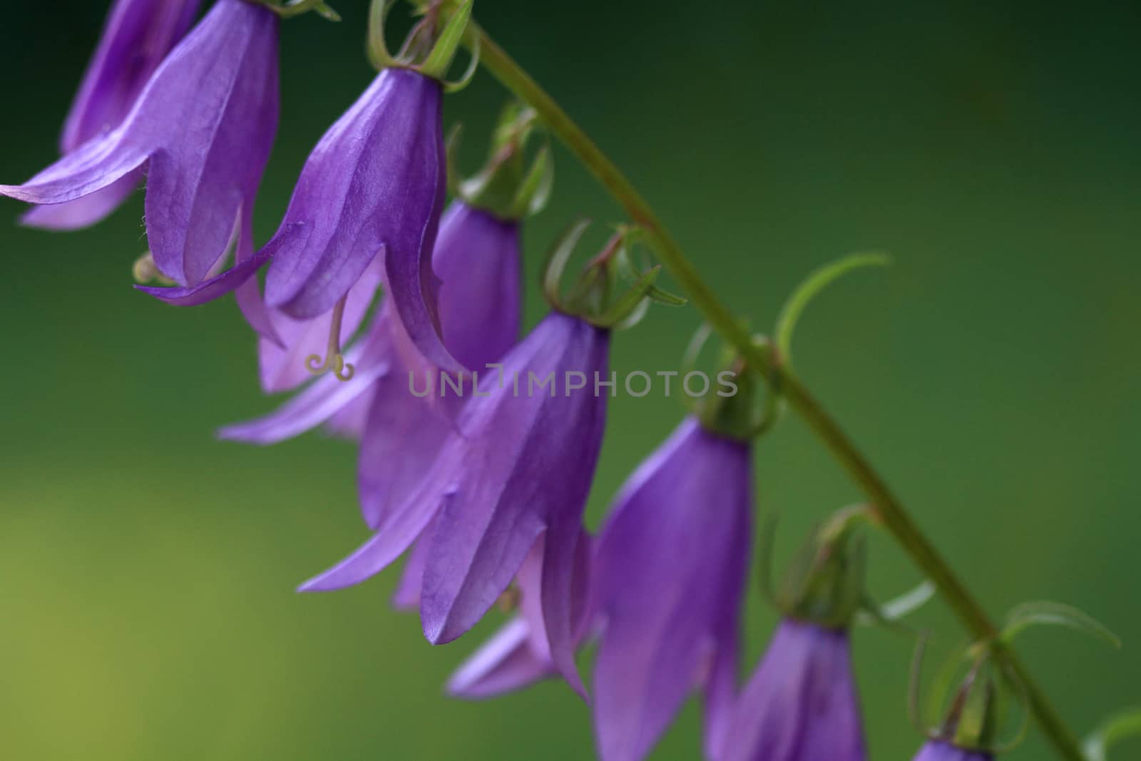 Harebell flower in late afternoon light cloaeup