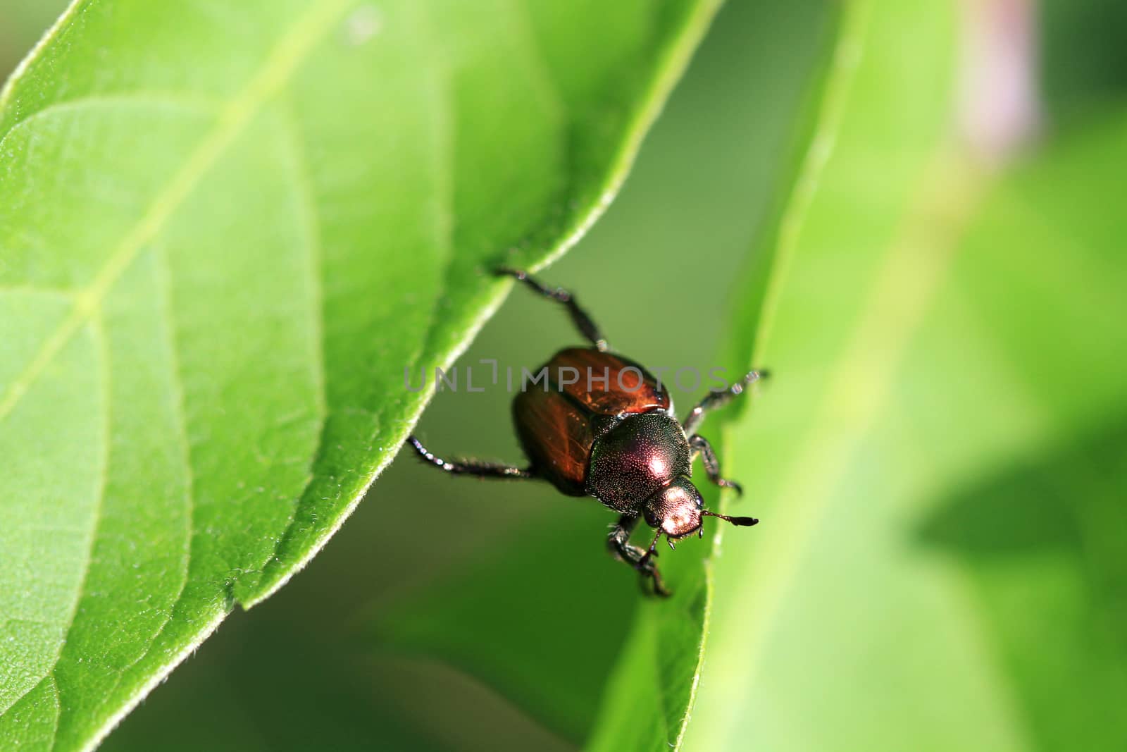 Japanese Beetle moving between two leaves in morning sun