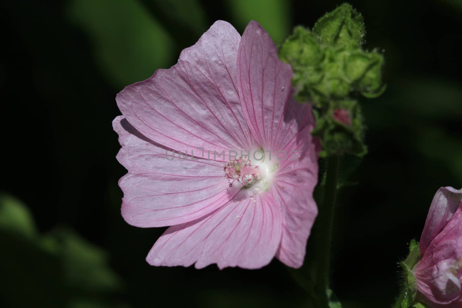 Mallow Flower in early morning sun closeup